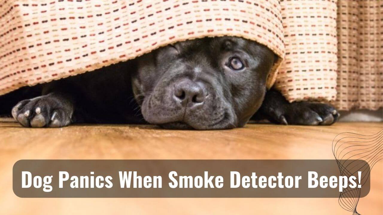 Dog Panics When Smoke Detector Is Beeping